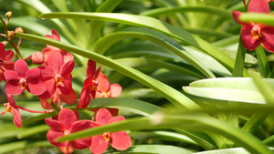 春天花园里五颜六色的热带兰花阳光茂盛的树叶中嫩嫩的花瓣13秒视频