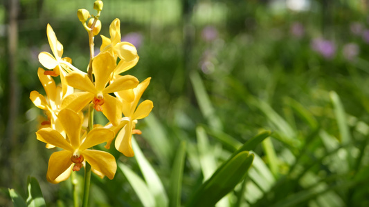 模糊的宏观特写，春天花园里五颜六色的热带兰花，阳光茂盛的树叶中嫩嫩的花瓣。具有复制空间的抽象自然异国背景。花卉视频