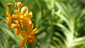 春天花园里五颜六色的热带兰花12秒视频