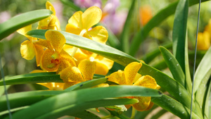 春天花园里五颜六色的热带兰花10秒视频