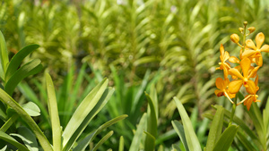 春天花园里五颜六色的热带兰花15秒视频