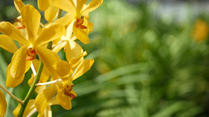春天花园里五颜六色的热带兰花13秒视频