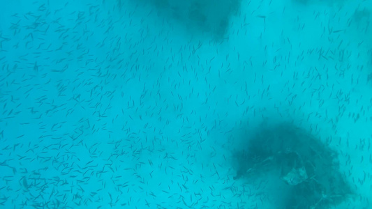 巴厘岛浮潜小鱼视频