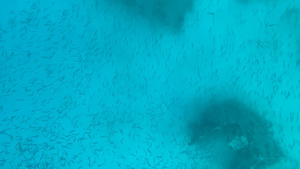 巴厘岛浮潜小鱼11秒视频