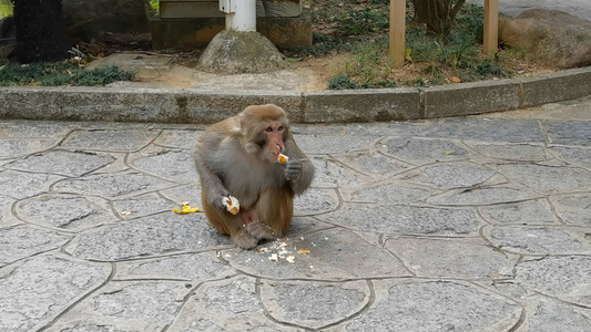 吃面包的猴子视频