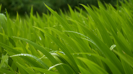 4K实拍雨后露珠素材[选题]视频