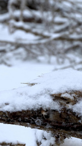 多角度慢动作拍摄落在树枝上的雪花合集视频