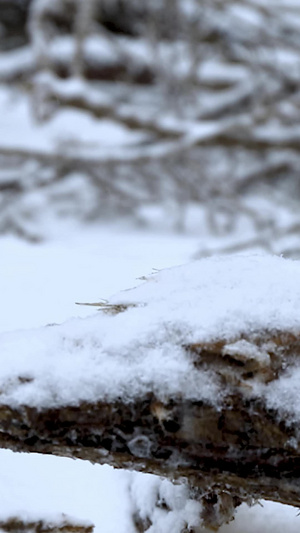 多角度慢动作拍摄落在树枝上的雪花合集24秒视频
