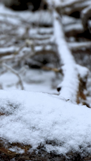 多角度慢动作拍摄落在树枝上的雪花合集24秒视频