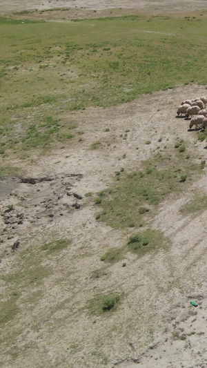 航拍高原大草原牧羊人羊群内蒙古15秒视频