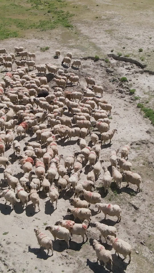航拍高原大草原牧羊人羊群内蒙古15秒视频