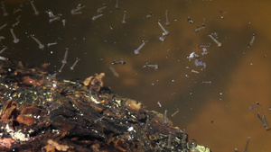 水中蚊虫幼虫的大型视频19秒视频