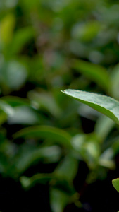 实拍在茶园采茶手抚摸茶树叶蔬菜镜头镜头下雨天茶园视频