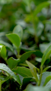 实拍在茶园采茶手抚摸茶树叶蔬菜镜头镜头下雨天茶园视频