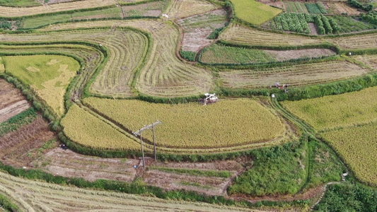 农业种植美丽乡村稻田农田航拍视频