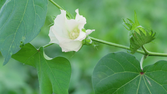 棉花视频