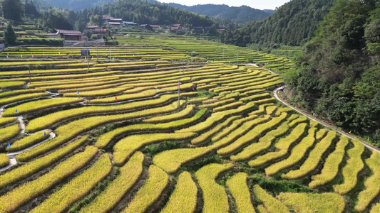 航拍农业种植梯田风光视频