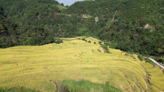 航拍秋收金黄稻田视频