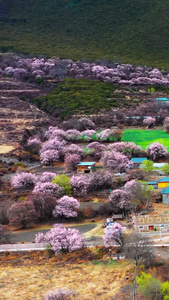 航拍美丽的林芝波密桃花沟藏族村落素材春暖花开视频