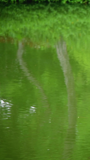 低垂在水面上的松树大自然15秒视频