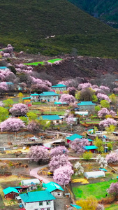 航拍美丽的林芝波密桃花沟藏族村落素材和谐乡村视频