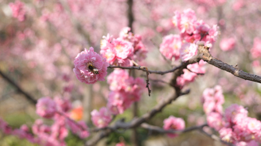 4K青岛中山公园蜜蜂缠绕樱花秀视频