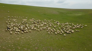 草原上的羊群40秒视频