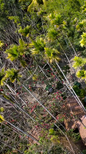 海南5A景区槟郎谷槟榔环绕航拍摈榔树31秒视频