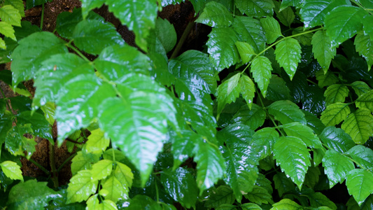 夏日雨滴落在植物叶子上[酷夏]视频