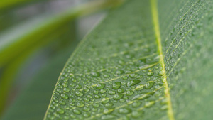 夏日小暑微距植物纹理水珠15秒视频