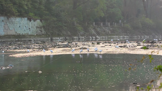 成都温江区江安河傍晚捕食的白鹭视频