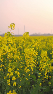 油菜花地黄色的花视频