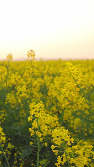 油菜花地黄色的花26秒视频