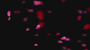 花瓣飘落透明通道15秒视频
