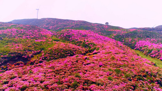 唯美贵州乌蒙大草原百里杜鹃4K航拍花海[三百里]视频