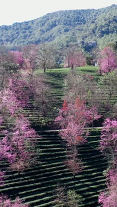 云南大理无量山樱花谷冬樱花云南旅游视频