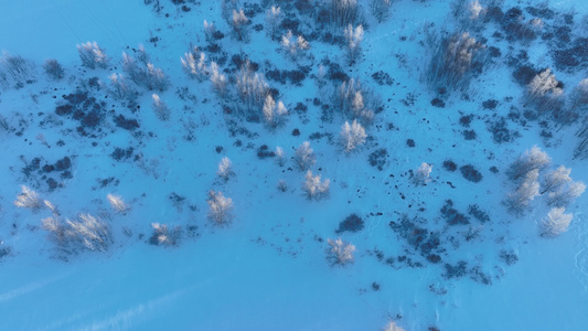 大兴安岭丘陵山区疏林地寒冬雪景视频