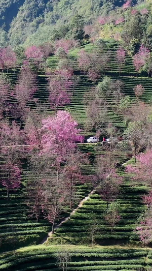 云南大理无量山樱花谷冬樱花云南旅游31秒视频