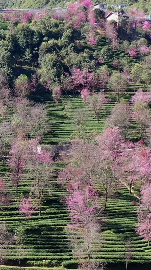 云南大理无量山樱花谷冬樱花云南旅游31秒视频