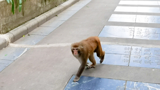 七星公园闲逛的猴子视频