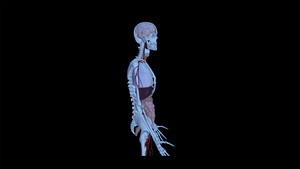 4K人体解剖三维立体元素带透明度30秒视频