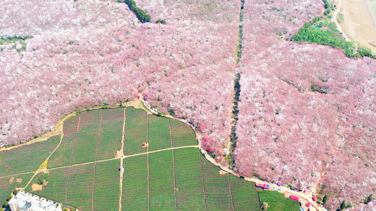 4K大气航拍俯瞰贵州平坝樱花园花海视频