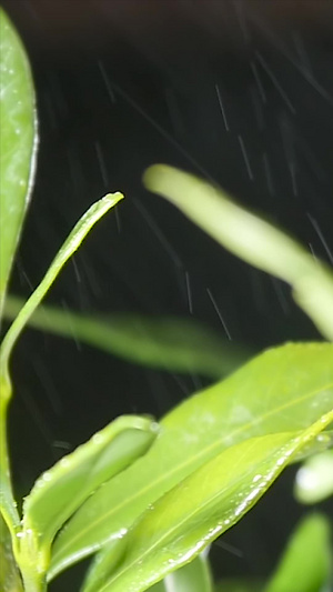 春雨绵绵下的茶叶春茶节30秒视频