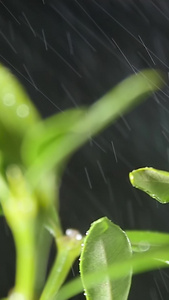 春雨绵绵下的茶叶春茶节视频