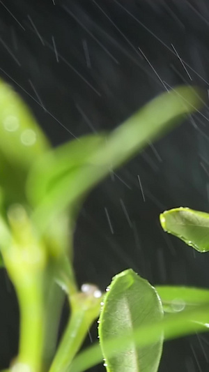 春雨绵绵下的茶叶春茶节30秒视频