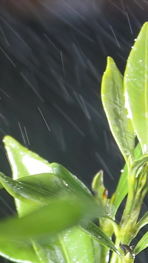 春雨绵绵下的茶叶生机勃勃30秒视频