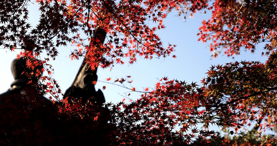 秋天江南园林古风建筑和色彩鲜艳的枫叶视频