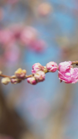 实拍春天蜜蜂在花朵上采蜜视频素材73秒视频