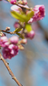 实拍春天蜜蜂在花朵上采蜜视频素材视频