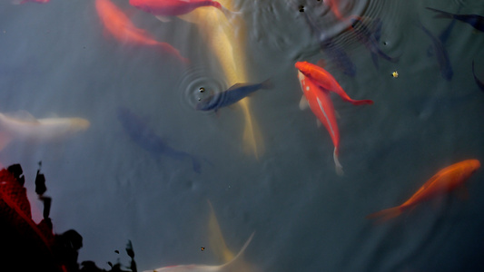 池塘里的红鲤鱼视频